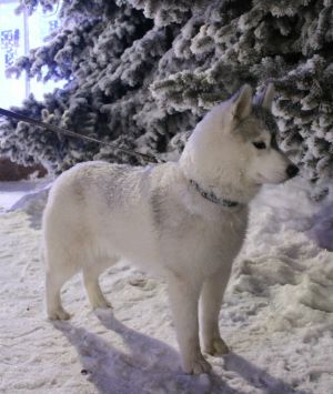 Dog Photo