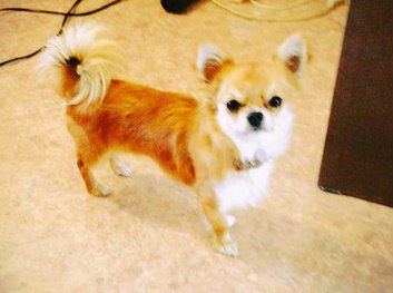 Dog Photo