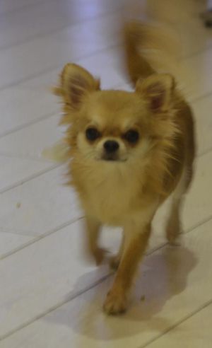 Dog Photo