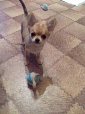 Dog Photo