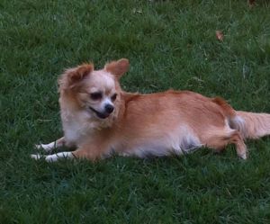 Dog Photo