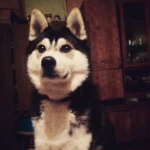 Dog Photo
