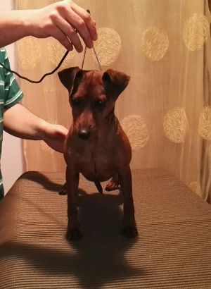 Dog Photo