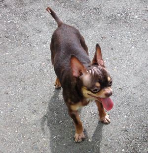 Dog Photo