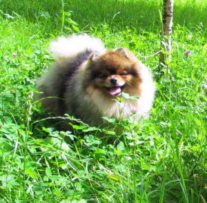 Dog Photo