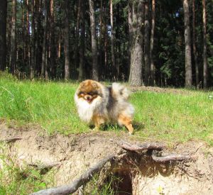 Dog Photo