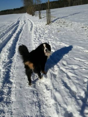 Dog Photo