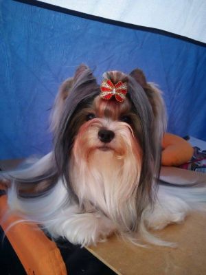 Dog Photo