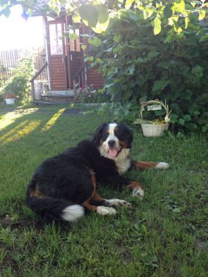 Dog Photo