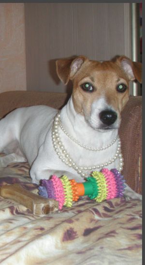 Dog Photo