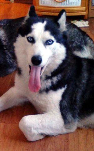 Dog Photo