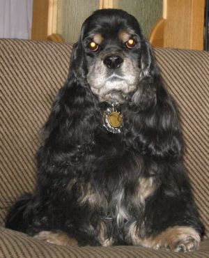 Dog Photo