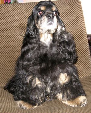 Dog Photo