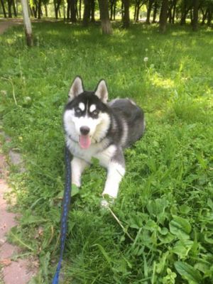 Dog Photo