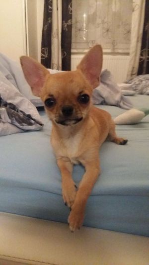 Dog Photo