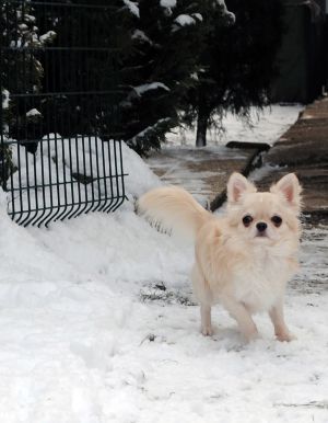 Dog Photo