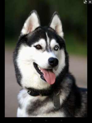 Dog Photo