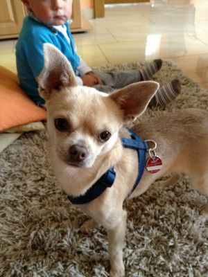 Dog Photo