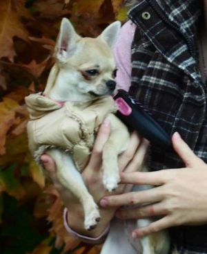 Dog Photo