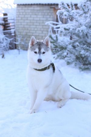 Dog Photo