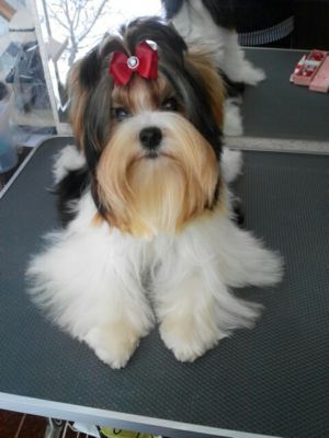 Dog Photo