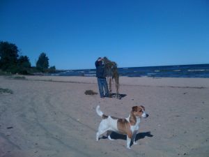 Dog Photo