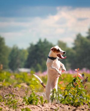 Dog Photo