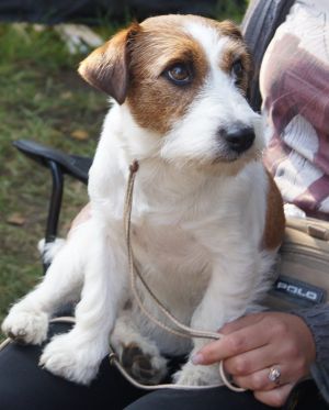 Dog Photo