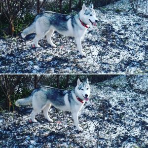 Dog Photo