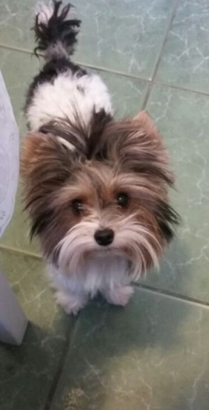 Dog Photo