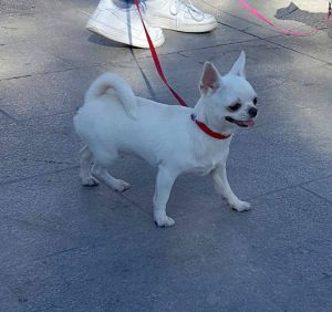 Dog Photo