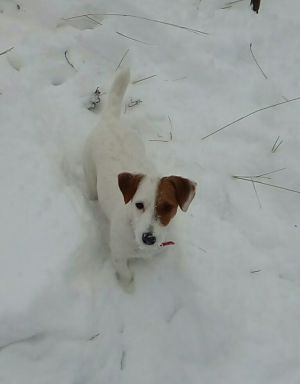 Dog Photo