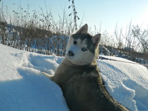 Dog Photo
