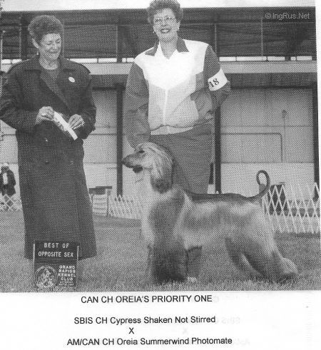 Dog Photo
