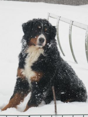 Dog Photo