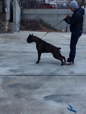 Dog Photo