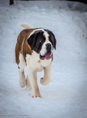 Dog Photo