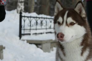 Dog Photo