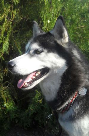 Dog Photo