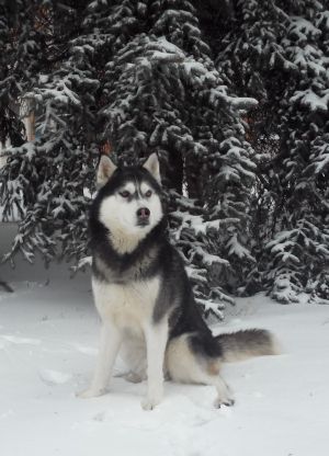 Dog Photo