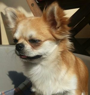 Dog Photo
