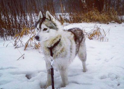 Dog Photo