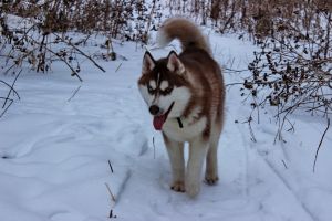 Dog Photo