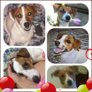 Dog Photo