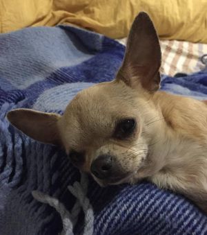 Dog Photo