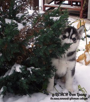 Dog Photo