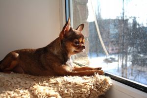 Dog Photo