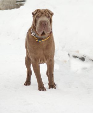 Dog Photo