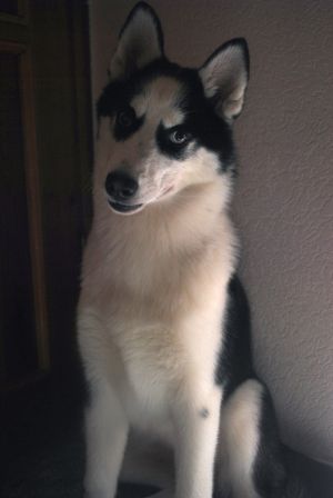 Dog Photo