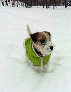 Dog Photo